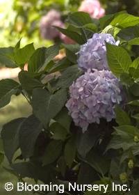Hydrangea macrophylla 'Endless Summer�'